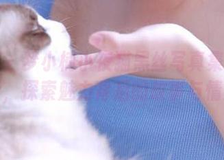嗲囡囡 – 梦小楠小夜猫黑丝写真集全新更新，探索魅力背后的故事与情感